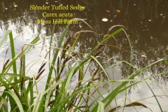 Slender Tufted Segde (Carex acuta), Moss Hill Farm