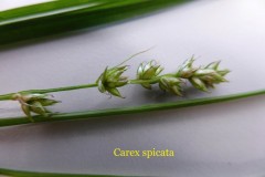 Spiked Sedge (Carex spicata), Colemere