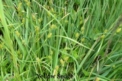 Yellow Sedge (Carex demissa), Malham