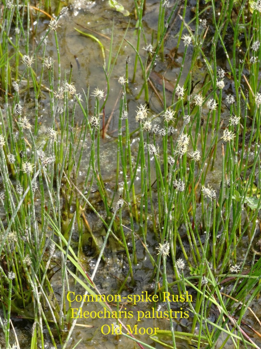 Common Spike-rush (Eleocharist palustris), Old Moor
