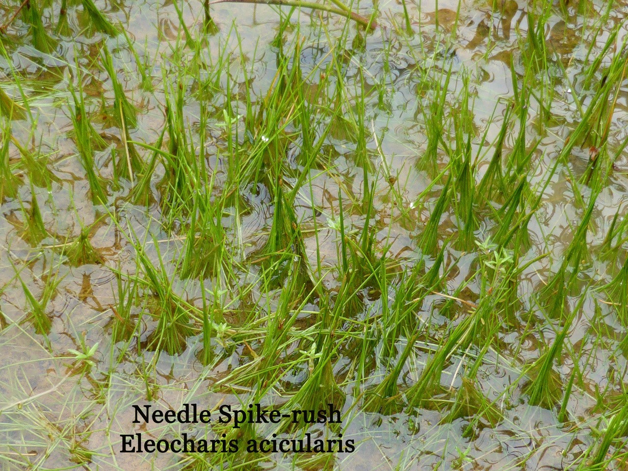 Needle Spike Rush (Eleocharis acicularis).