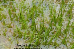 Needle Spike Rush (Eleocharis acicularis).