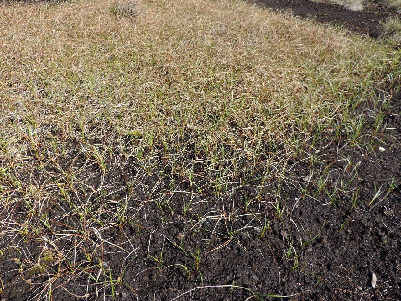 Hare’s-tail Cotton Grass (Eriophorum vaginatum), Hatfield Moor