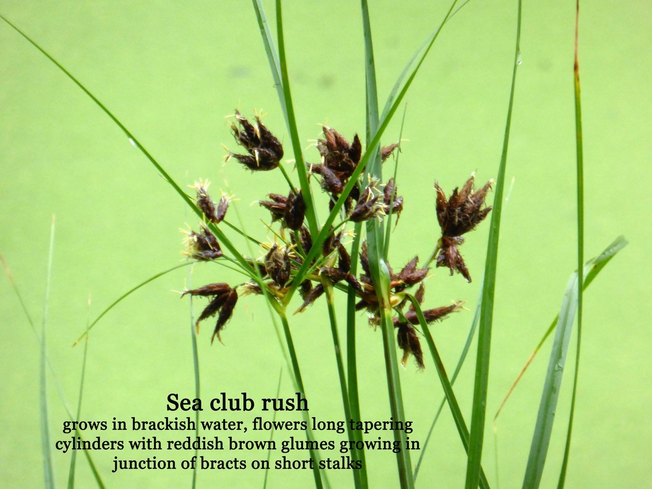 Sea Club-rush (Scirpus maritimus), Preston Montford