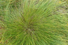 Deer-sedge or Deer-grass (Trichophorum cespitosum), Malham Tarn