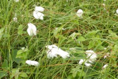 Common Cotton Sedge (Eriophorum angustifolium), Malham