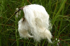 Common Cotton Sedge (Eriophorum angustifolium), Malham