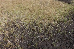 Hare’s-tail Cotton Grass (Eriophorum vaginatum), Hatfield Moor