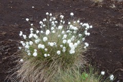 Hare’s-tail Cotton Grass (Eriophorum vaginatum), Thorne Moor