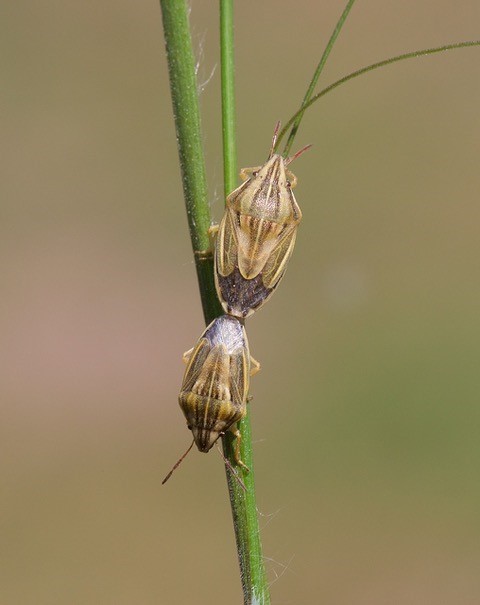 Aelia acuminata - Bishop’s Mitre Shieldbug, Woodside Nurseries, Austerfield