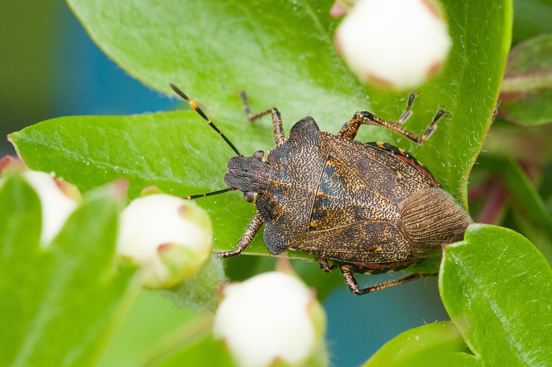 Troilus luridus - Bronze Shieldbug