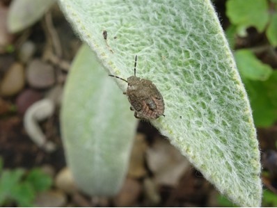 Dolycoris baccarum - Hairy Shieldbug (final instar), Cusworth Lane, Doncaster