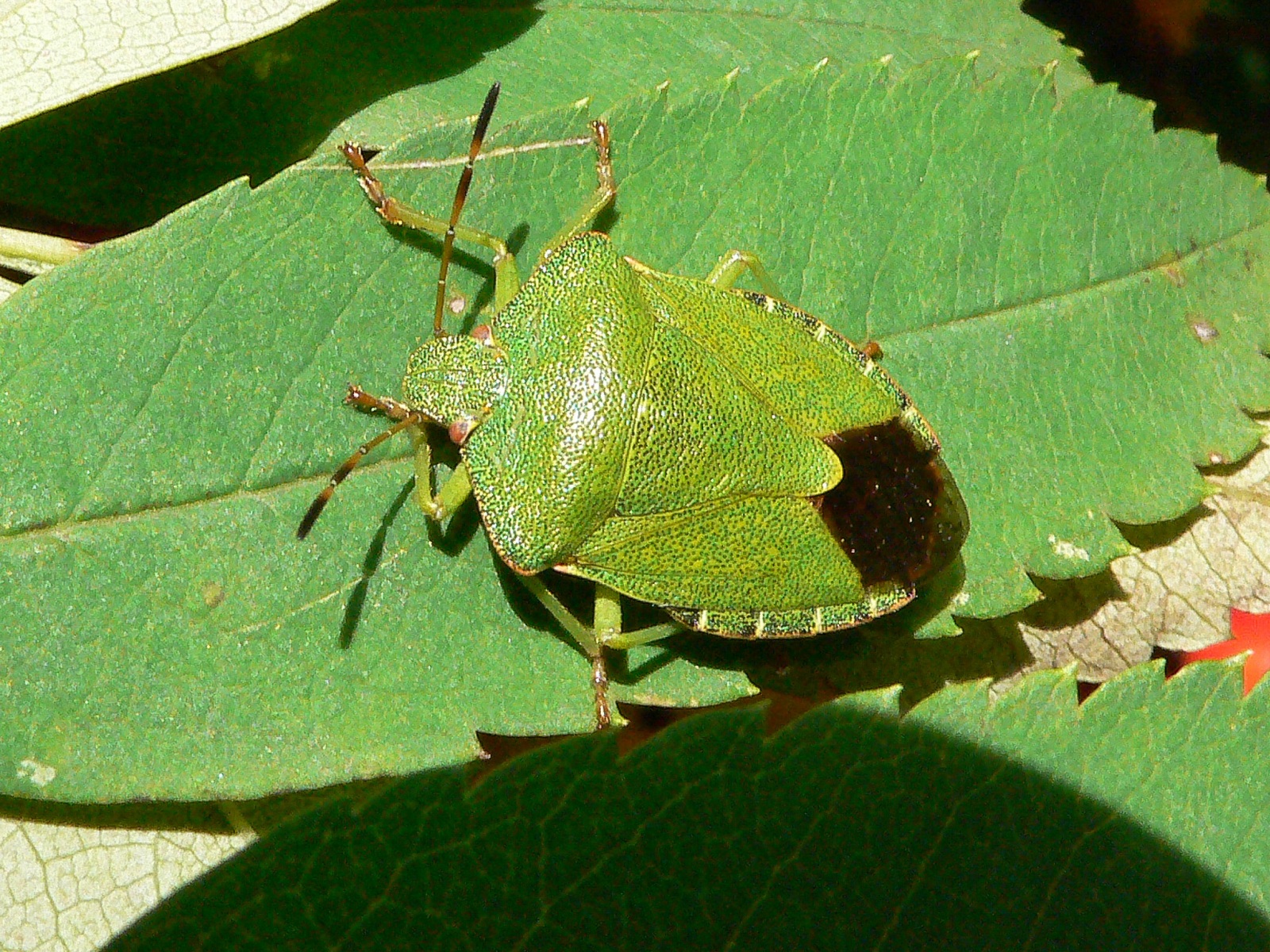 Palomena prasina - Green Shieldbug, Lindrick