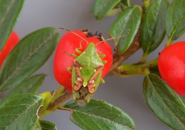 Cyphostethus tristriatus - Juniper Shieldbug, Woodside Nurseries, Austerfield
