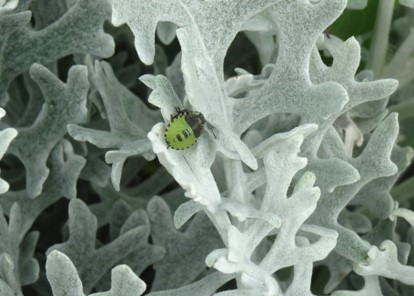 Palomena prasina -  Common Green Shieldbug (3rd instar), Brodsworth Hall & Garden