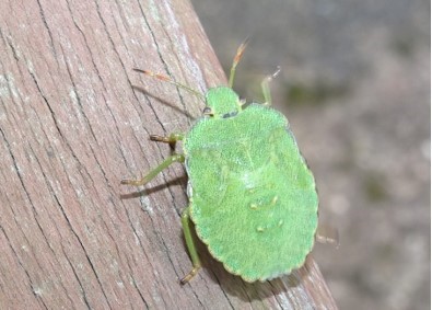 Palomena prasina - Common Green Shieldbug (5th instar), Cusworth Lane, Doncaster
