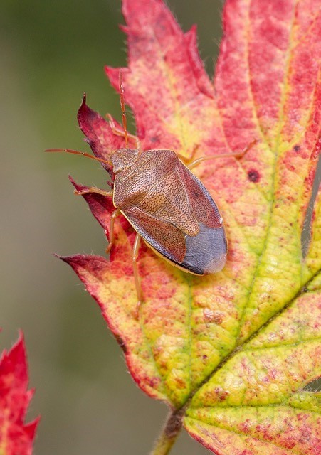 Piezodorus lituratus - Gorse Shieldbug, Woodside Nurseries, Austerfield.
