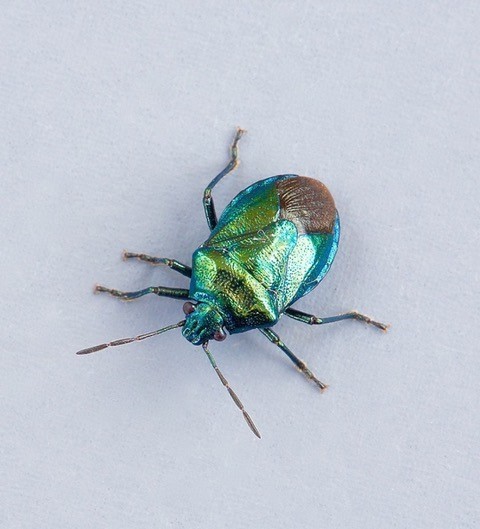 Zicrona caerulea - Blue Shieldbug, Woodside Nurseries, Austerfield