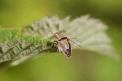 Aelia acuminata - Bishop’s Mitre Shieldbug, Woodside Nurseries, Austerfield.
