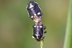 Eurydema oleracea - Crucifer Shieldbugs, Woodside Nurseries, Austerfield