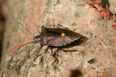 Pentatoma rufipes - Forest Bug, Danes Hill NR