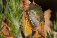 Piezodorus lituratus - Gorse Shieldbug, Lindrick