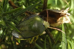 Piezodorus lituratus - Gorse Shieldbug, Lindrick