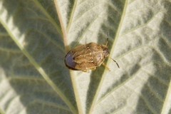 Neottiglossa pusilla - Small Grass Shieldbug, Woodside Nurseries, Austerfield