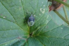 Palomena prasina - Common Green Shieldbug (5th instar), Brodsworth Hall & Garden