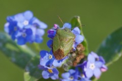 Palomena prasina - Green Shieldbug, Woodside Nurseries, Austerfield.