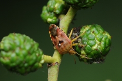 Elasmucha grisea - Parent Bug, Clumber Park NT