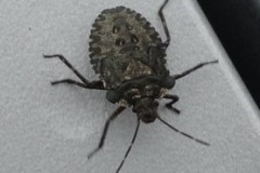 Pentatoma rufipes - Forest Bug, Cusworth Hall & Park