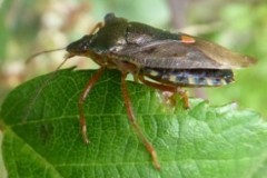 Pentatoma rufipes  - Red-legged Shieldbug, Cusworth Hall & Park