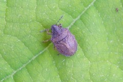 Podops inuncta - Turtle Shieldbug, Woodside Nurseries, Austerfield.