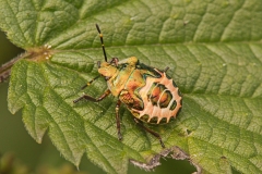 Troilus luridus - Bronze Shieldbug (final instar)