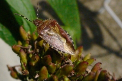 Dolycoris baccarum - Hairy Shieldbug