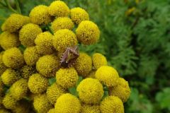 Dolycoris baccarum - Sloe Shieldbug,