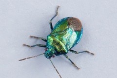 Zicrona caerulea - Blue Shieldbug, Woodside Nurseries, Austerfield