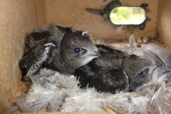 Seaton Swifts chicks 1