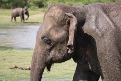 Indian Elephant, Sri Lanka