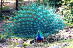 Male Peacock with tail erect, Sri Lanka