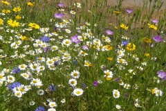 Colourful Wild Flowers at Three Haggs Wood