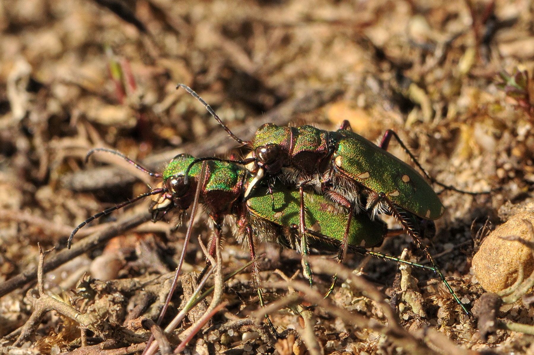 Cicindella campestris - Green Tiger Beetle, Hatfield