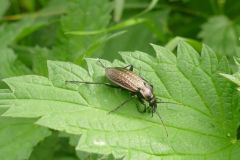 Carabus granulatus - Beetle, Thorne Moor