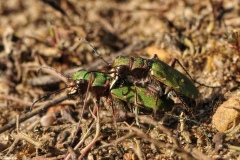 Cicindella campestris - Green Tiger Beetle, Hatfield