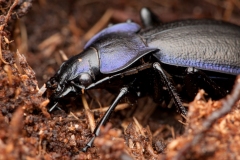 Carabus violaceus - Violet Ground Beetle, Sherwood Forest