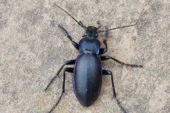 Carabus violaceus - Violet Ground Beetle, Woodside Nurseries, Austerfield.