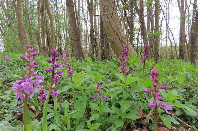 Early Purple Orchids in Woodland