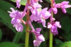 Close up of Early Purple Orchid