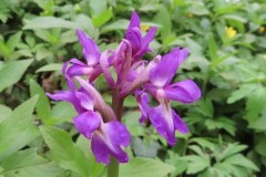 Early Purple Orchids